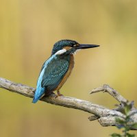 Зимородок обыкновенный. :: Alexander Amromin