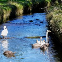 Мы наблюдаем за ними, они наблюдают за нами! :: Владимир Манкер Мы наблюдаем за ними, они наблюдают за нами! :: Владимир Манкер