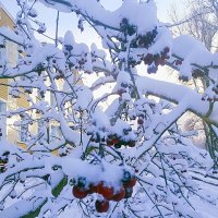 Рябина :: Сергей Кочнев