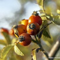 Шиповник :: Светлана Ищенко Шиповник :: Светлана Ищенко