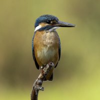 Зимородок обыкновенный. :: Alexander Amromin