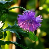 Василёчек. :: nadyasilyuk Вознюк Василёчек. :: nadyasilyuk Вознюк