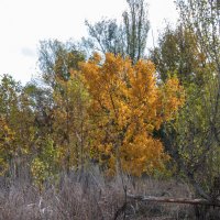 Осень  золотая :: Валентин Семчишин