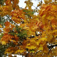 Картинки осени :: Рита Симонова