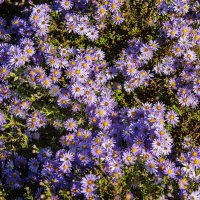 Осенние :: Анатолий Чикчирный