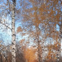 прекрасный октябрь :: Елена Шаламова