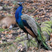 Павлином Осень распустила, Свой хвост цветастый. :: "The Natural World" Александер