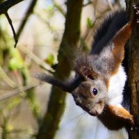 Белка,белка озорница!                                                                         Ну она :: "The Natural World" Александер