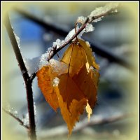 Первый снежок :: Aleksandr Gal