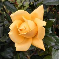 Роза жёлтая, роза чайная... :: Лия ☼