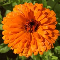 летний цвет :: Olga Oskolkova