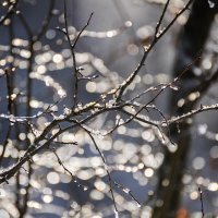 **** :: Анатолий Портнов