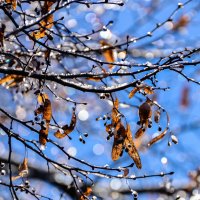 **** :: Анатолий Портнов