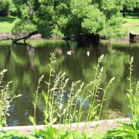 Пруд :: Любовь ***