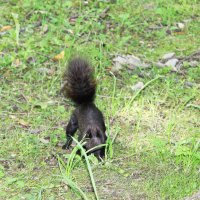 *** :: Любовь ***