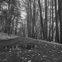 Осень в лесу. :: Николай 