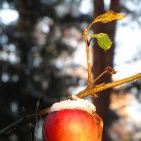 Позднее яблочко :: Андрей Снегерёв