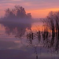 Ноябрьский туман :: liudmila drake