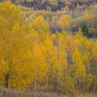 Палитра октября... :: Владимир Жданов