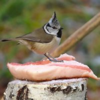 Вкусное сало??? ...Сало как сало! :: Ольга Митрофанова Вкусное сало??? ...Сало как сало! :: Ольга Митрофанова