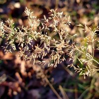 Травинка :: светлана льдокова