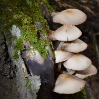 Репортаж из осени ...2 :: александр донченко