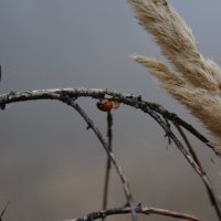 Репортаж из осени ...5 :: александр донченко