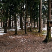 ЖК "Скворцы" :: Dar(k) Life