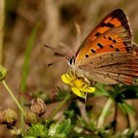 опять про бабочек...52 :: Александр Прокудин опять про бабочек...52 :: Александр Прокудин