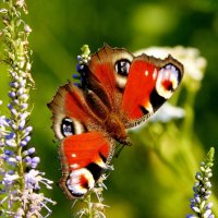 опять про бабочек...55 :: Александр Прокудин опять про бабочек...55 :: Александр Прокудин