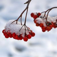 В белых шапочках :: Светлана 