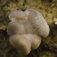 вешенка осенняя 28 октября .25г. :: Va-Dim ... вешенка осенняя 28 октября .25г. :: Va-Dim ...