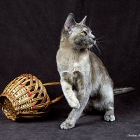 Бурма :: Светлана Ищенко