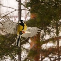 "Монтана" :: Виктор Фельдшеров