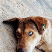 Взгляд... :: Георгиевич 