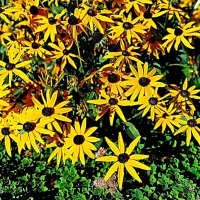 Цветы. :: Владимир Драгунский