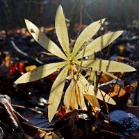 Зарисовки ноября.. :: Андрей Заломленков