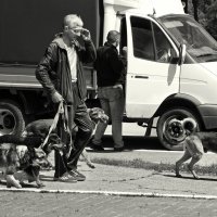 Прогулка со сворой :: СЮ 