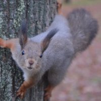 "Орехи принесла?" :: Надежда 