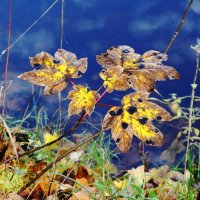 Картинки ноября :: Рита Симонова Картинки ноября :: Рита Симонова