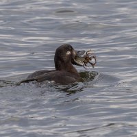 турпан. :: юрий макаров