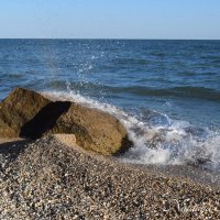Природа Крыма :: Amazing Cosmea