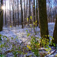 Прогулка в лесу :: Георгий А Прогулка в лесу :: Георгий А