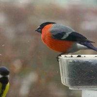 Первый снегирь ! :: Юрий Куликов