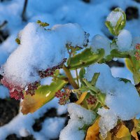 15 ноября - цветы под снегом :: Светлана 