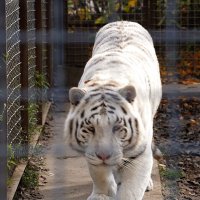 В парке Тайган :: Татьяна Тюменка