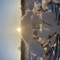 Капля солнца :: Ольга Савельева 