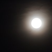 На прогулке. В ожидании Сонаты :: олег свирский 