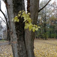 *** :: Валентина Береснева