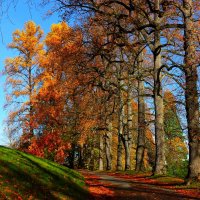 Осенняя дорожка :: Юрий. Шмаков